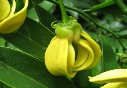 কাঁঠালীচাঁপা