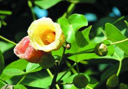 পরশপিপুল