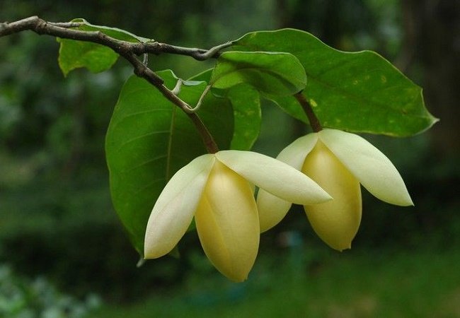 গাছ চিনুনঃ জহুরিচাঁপা 