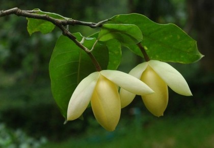 গাছ চিনুনঃ জহুরিচাঁপা 