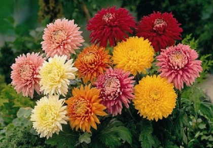 চন্দ্রমল্লিকা