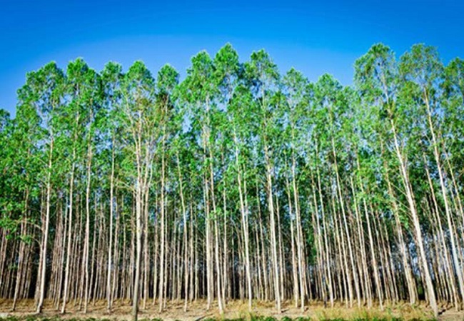 গাছ চিনুনঃ ইউক্যালিপটাস