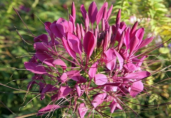গাছ চিনুনঃ পিউম