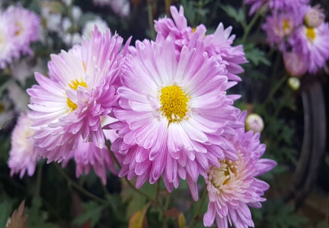 গাছ চিনুনঃ চন্দ্রমল্লিকা