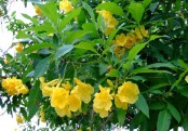 গাছ চিনুনঃ চন্দ্রপ্রভা