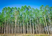 গাছ চিনুনঃ ইউক্যালিপটাস