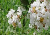 গাছ চিনুনঃ দেশি ফুরুস