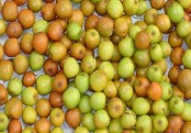 বরই এর উপকারিতাগুলো জানেন কি?