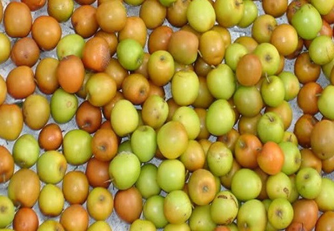 বরই এর উপকারিতাগুলো জানেন কি?