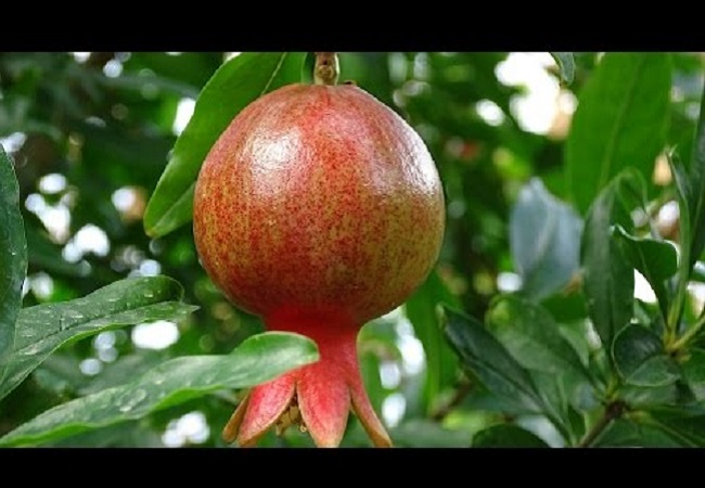 ডালিমের ভেষজ গুনাগুণ ও উপকারিতা