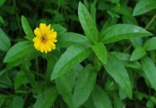গাছ চিনুনঃ ভৃঙ্গরাজ