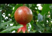 ডালিমের ভেষজ গুনাগুণ ও উপকারিতা