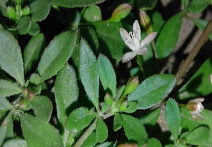 গিমা শাক