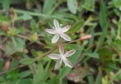 গাছ চিনুনঃ গিমা শাক
