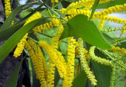 আকাশমনি