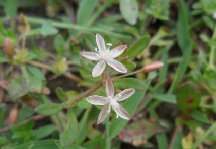গাছ চিনুনঃ গিমা শাক