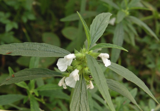 গাছ চিনুনঃ শ্বেতদ্রোণ