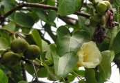 গাছ চিনুনঃ পরশপিপুল