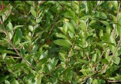 হেনা চুলের জন্য কতটা উপকারী জানা আছে?