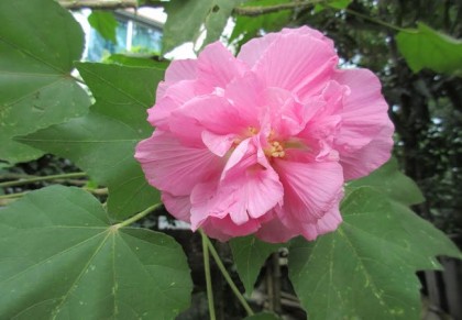 স্থলপদ্ম