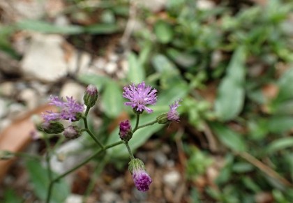 সহদেবী গাছ