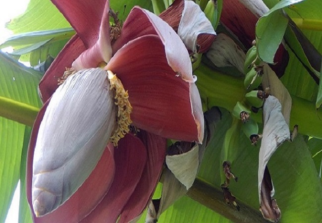 জেনে নিন কলার থোড়ের উপকারীতা