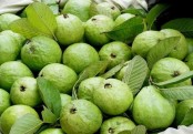 পেয়ারার স্বাস্থ্য উপকারীতা