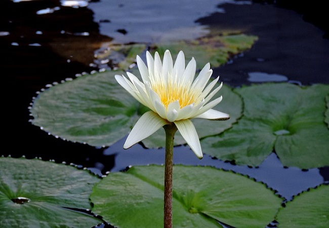 শাপলা খাওয়ার উপকারীতা