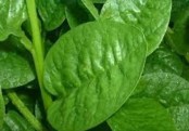 পুঁইশাকের স্বাস্থ্য উপকারিতা