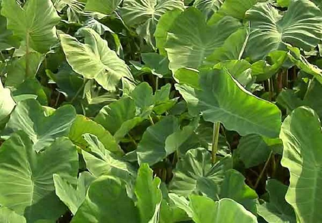 কচু শাকের পুষ্টিগুণ
