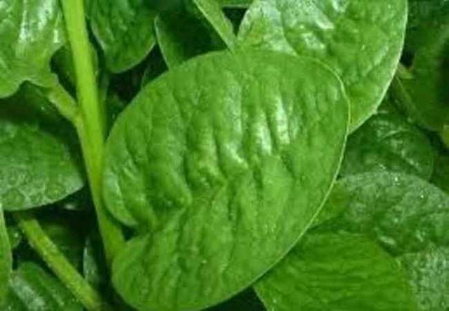 পুঁইশাকের স্বাস্থ্য উপকারিতা