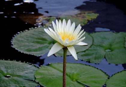 শাপলা খাওয়ার উপকারীতা