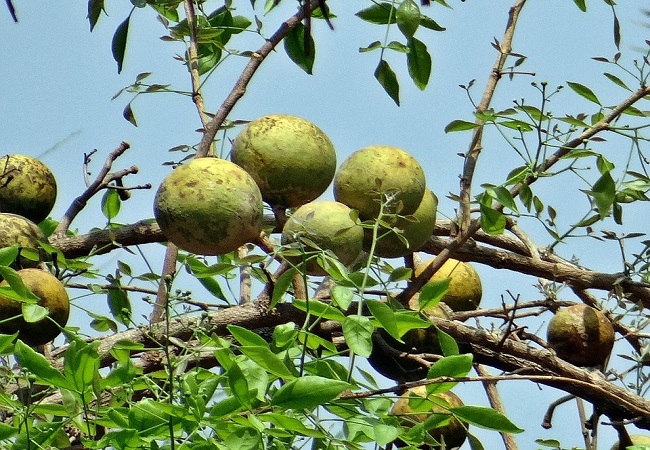 বেলের যত অজানা উপকারীতা