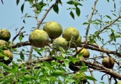 বেলের যত অজানা উপকারীতা