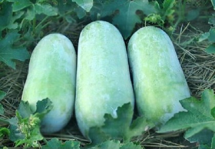 চালকুমড়ার গুণগুলো