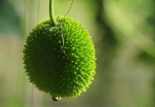 কাঁকরোলের গুণাগুণ