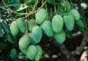 কাঁচা আমের গুণাগুণ