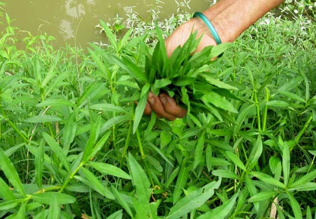 জেনে নিন কলমি শাকের যত গুণ