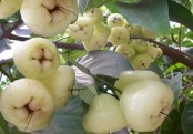 জামরুলের পুষ্টিগুণ