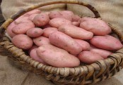 লাল আলুর গুণ জানা আছে তো?