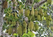 কাঁঠাল এর ২০টি উপকারিতা