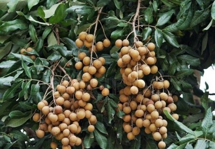 কাঠলিচু