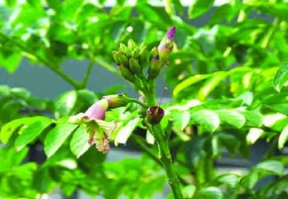 কানাইডিঙা