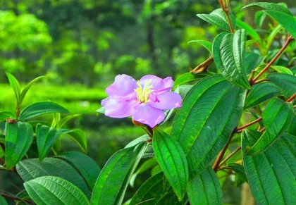 দাঁতরাঙা