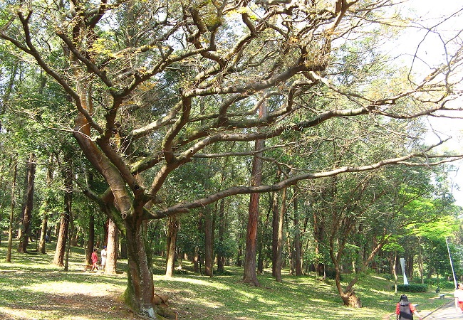 গাছ চিনুনঃ ডিজেল