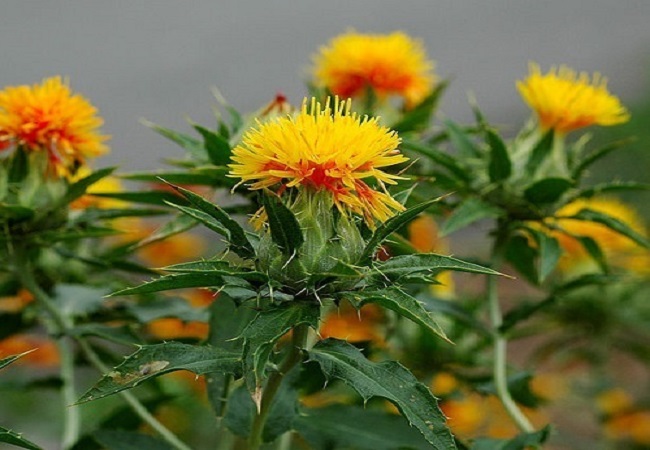 গাছ চিনুনঃ কুসুম ফুল