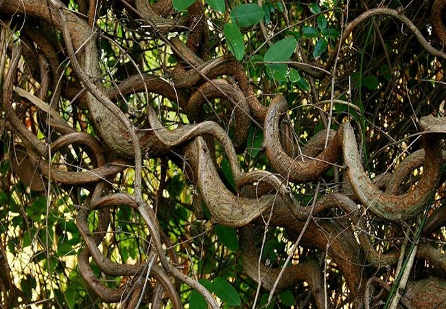 গাছ চিনুনঃ গিলা লতা