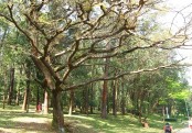 গাছ চিনুনঃ ডিজেল