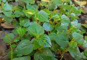 গাছ চিনুনঃ দীপ্ত লুচি পাতা