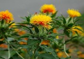 গাছ চিনুনঃ কুসুম ফুল